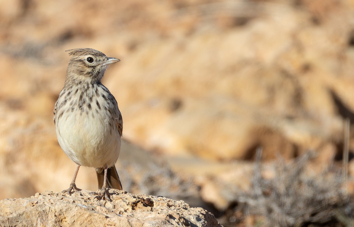 Thekla's Lark - ML648754616