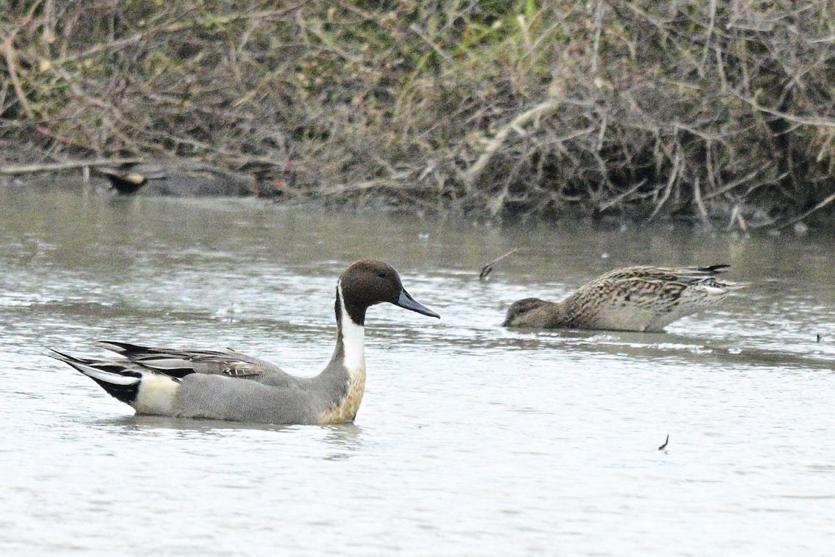 Ánade Rabudo - ML648754650