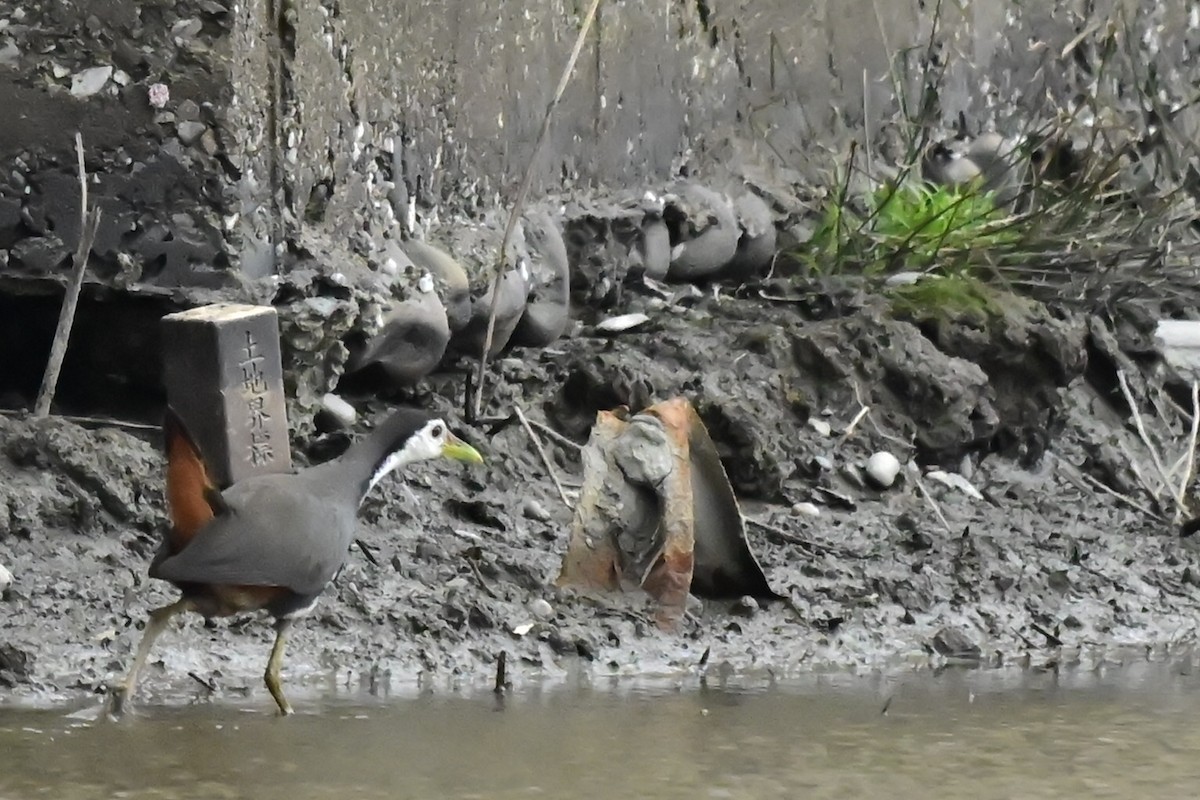 Gallineta Pechiblanca - ML648754668