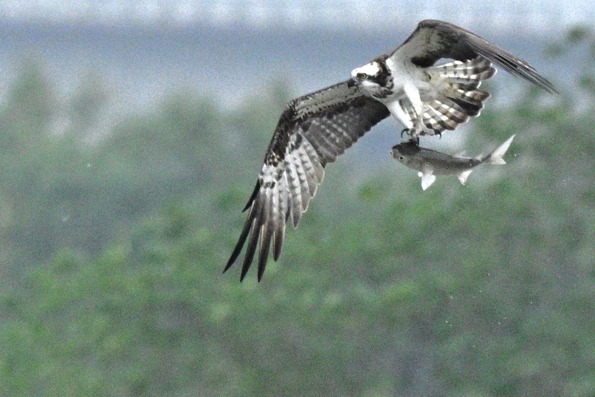 Águila Pescadora - ML648754694