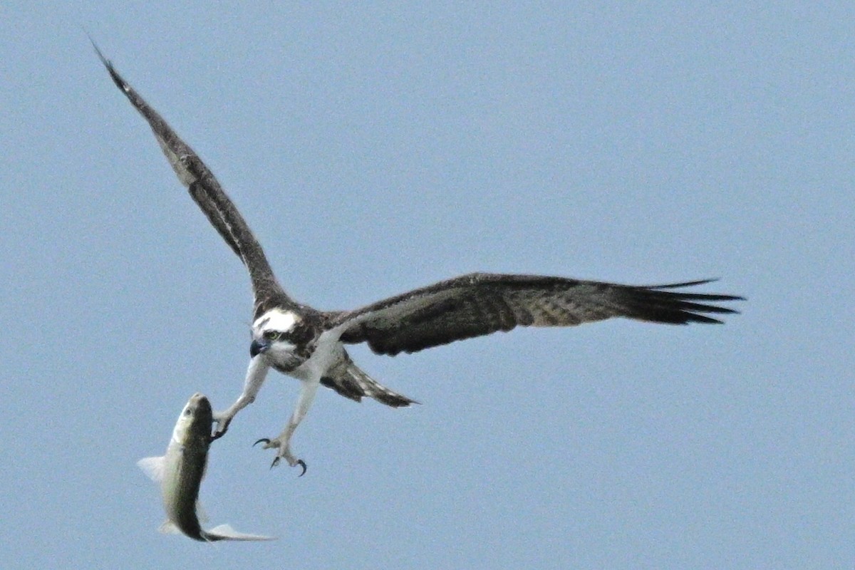 Águila Pescadora - ML648754695
