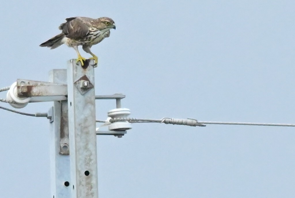 Azor Moñudo - ML648754708