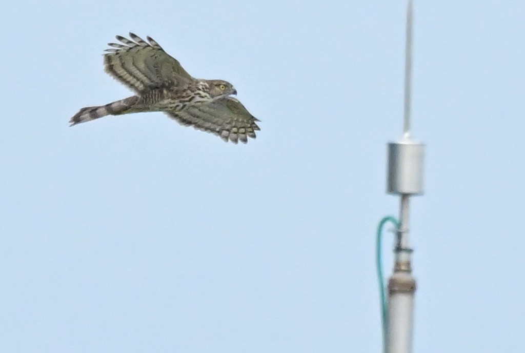 Azor Moñudo - ML648754709