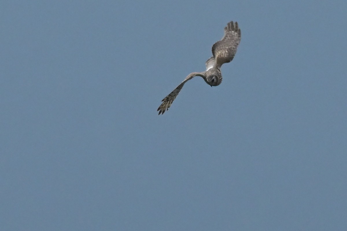 Aguilucho Pálido - ML648754726