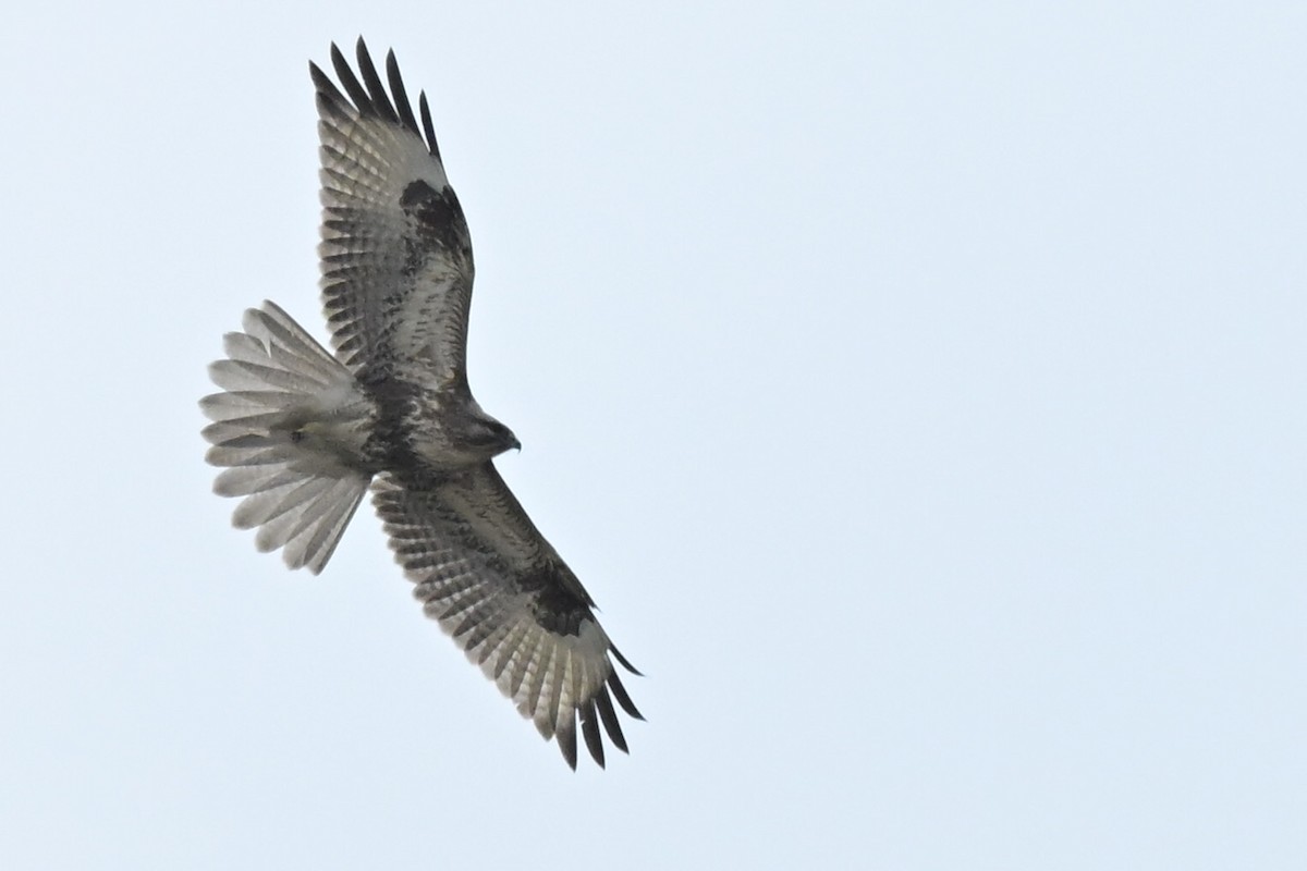 Busardo Japonés - ML648754737