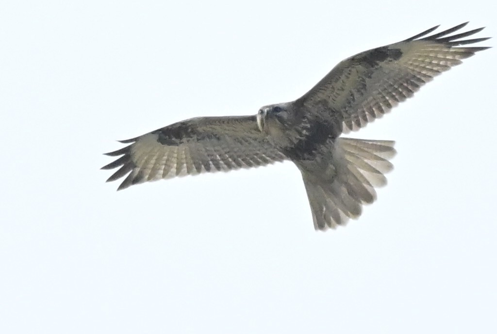 Busardo Japonés - ML648754738