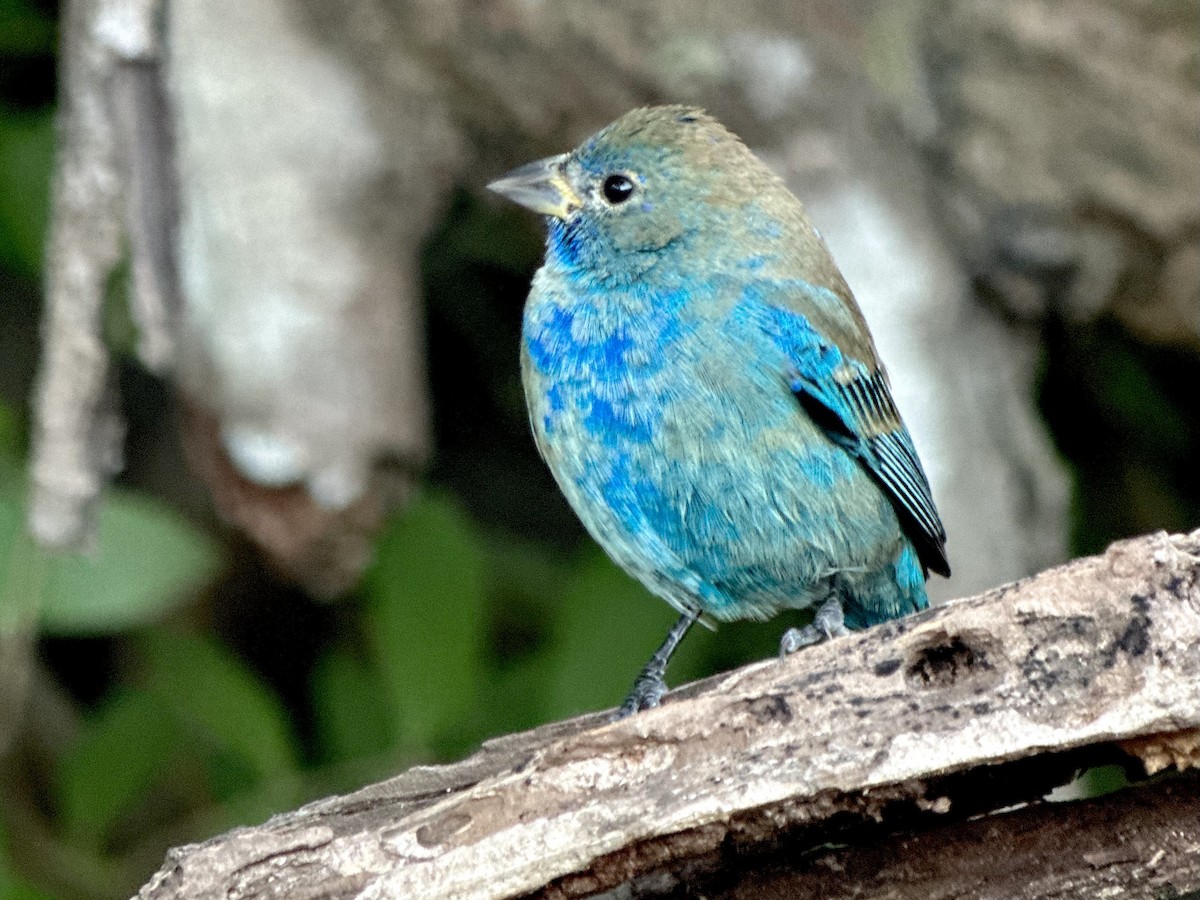 Индиговый колорин - ML648754867