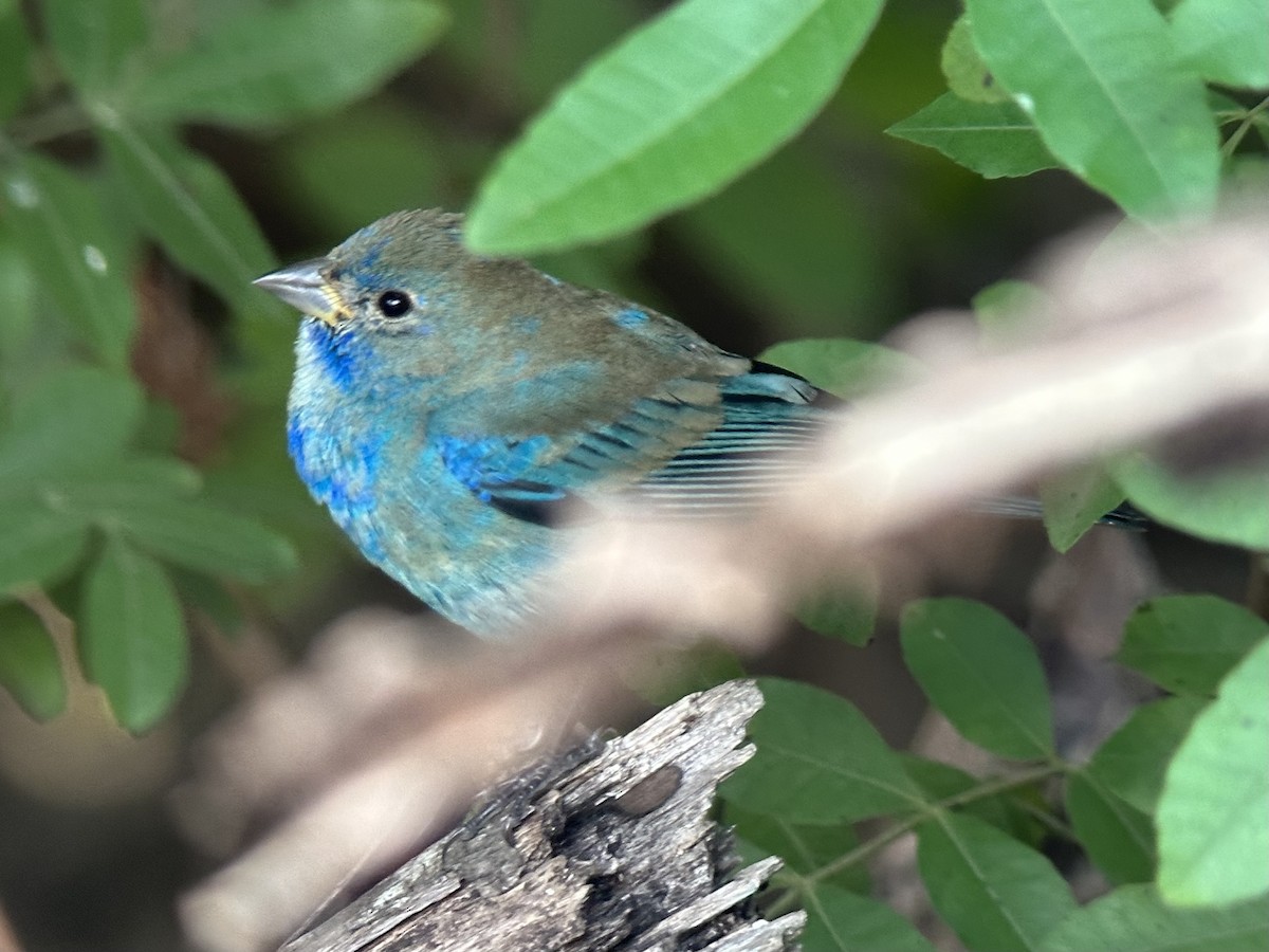 Индиговый колорин - ML648754868