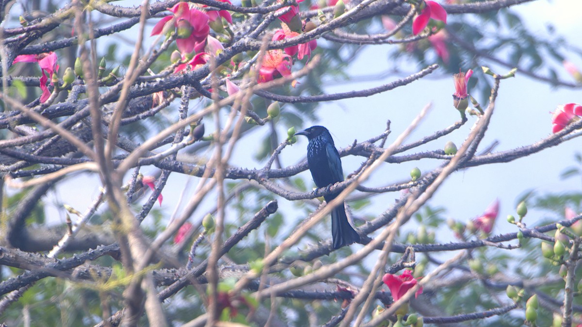 髮冠卷尾 - ML648755000