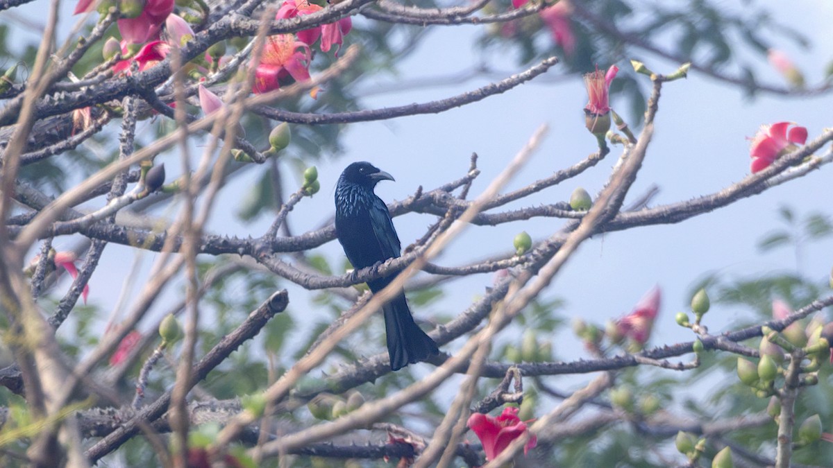 髮冠卷尾 - ML648755004