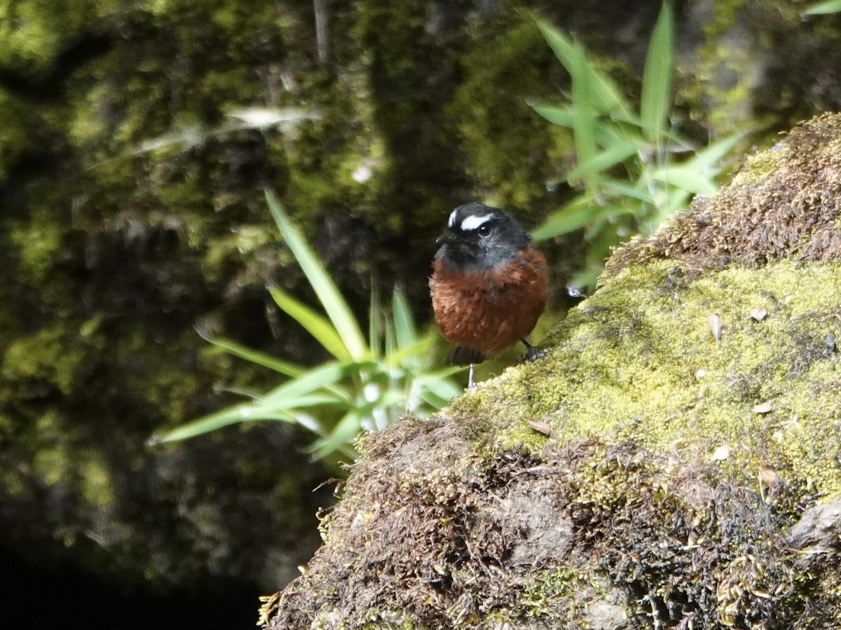 Chestnut-bellied Chat-Tyrant - ML648755141