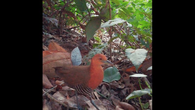 Slaty-legged Crake - ML648755159