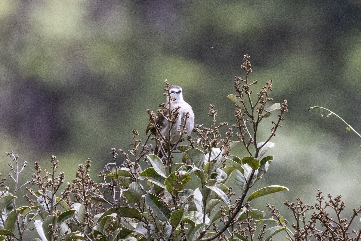 Pale-faced Bulbul - ML648755205