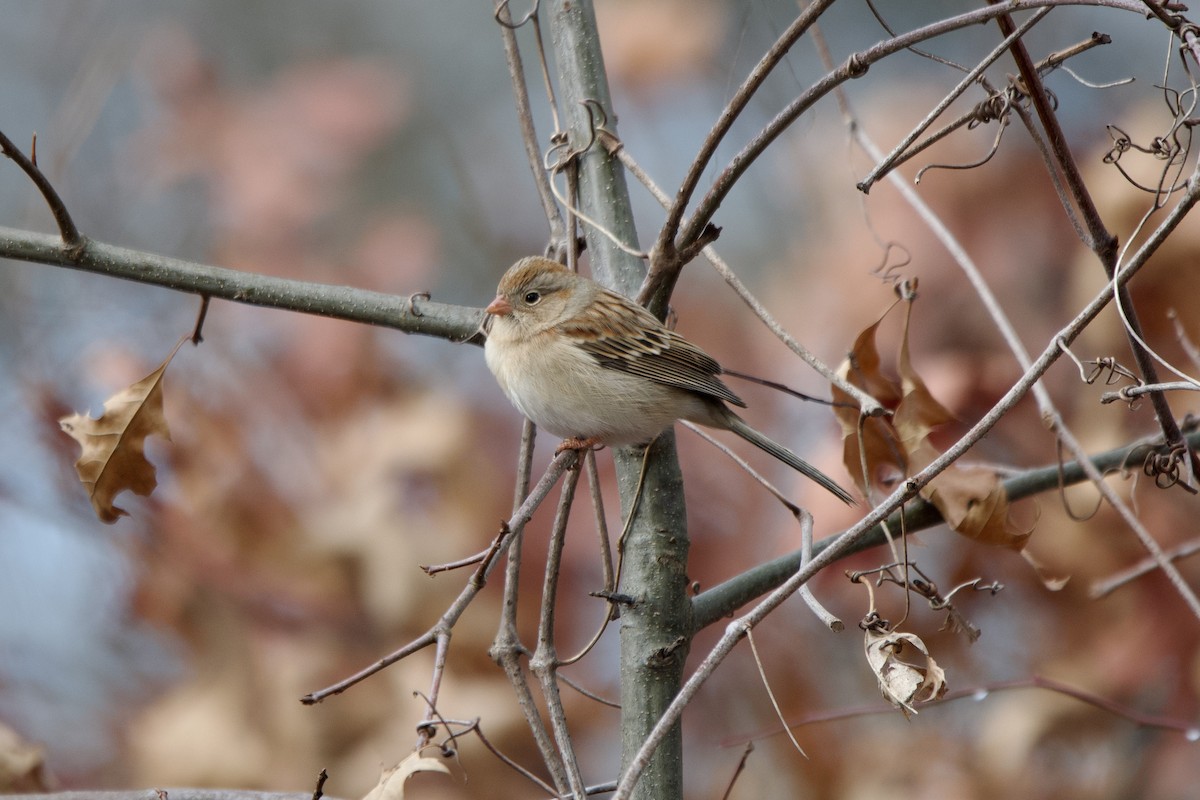 Field Sparrow - ML648755224