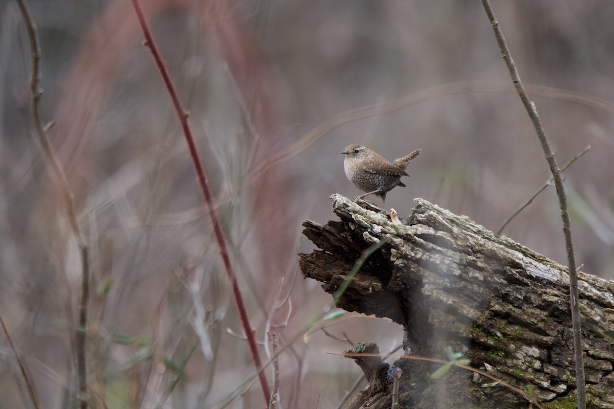 Winter Wren - ML648755251
