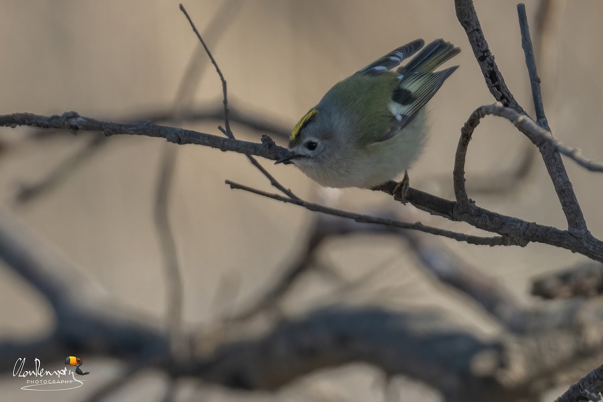 Goldcrest - ML648755292