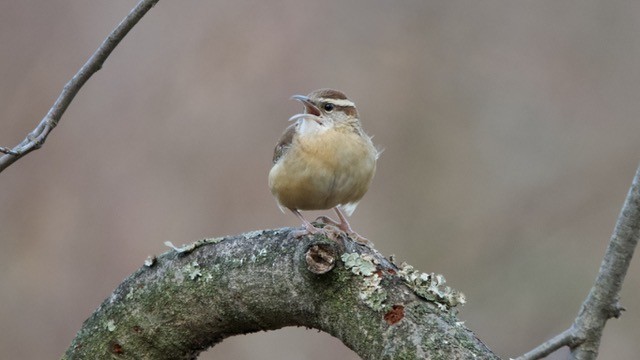 Carolina Wren - ML648755297