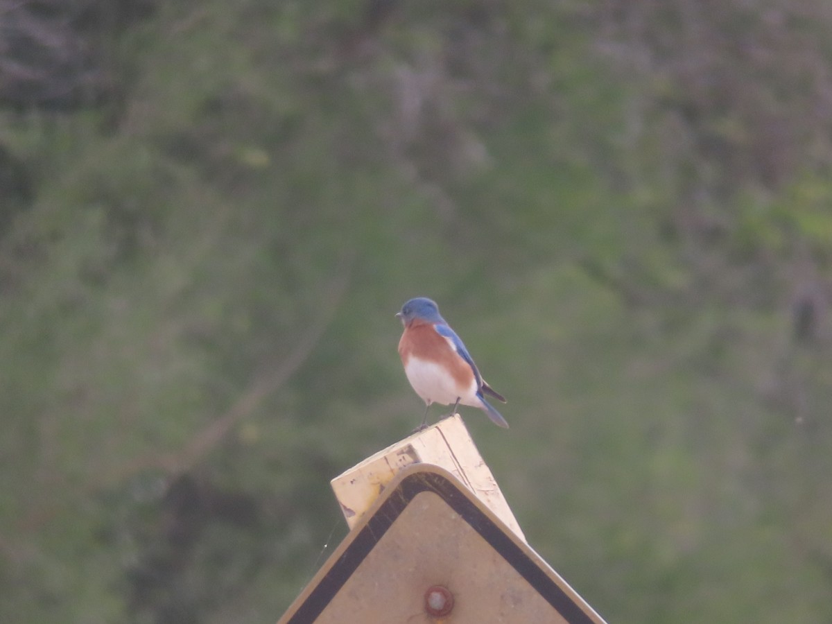 Azulejo Oriental - ML648755491