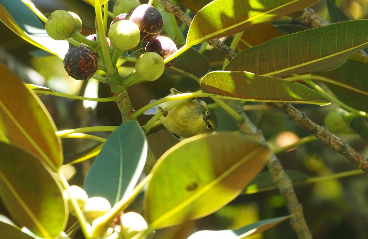 Orange-crowned Warbler - ML648755799
