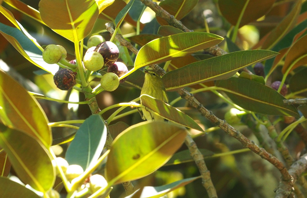 Orange-crowned Warbler - ML648755804