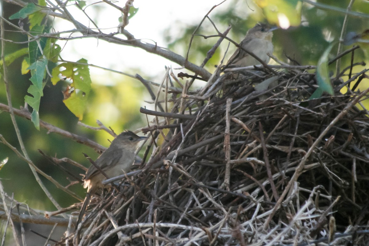 Plain Thornbird - ML648755830