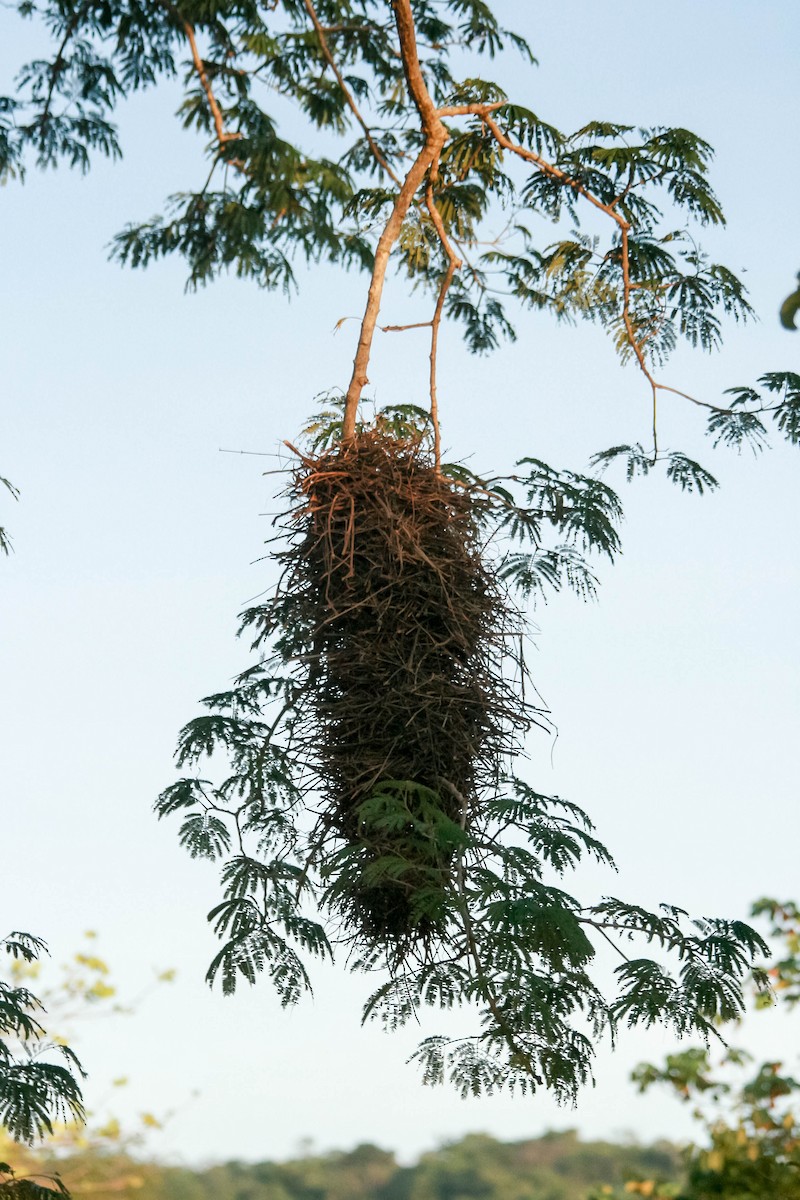 Plain Thornbird - ML648755832