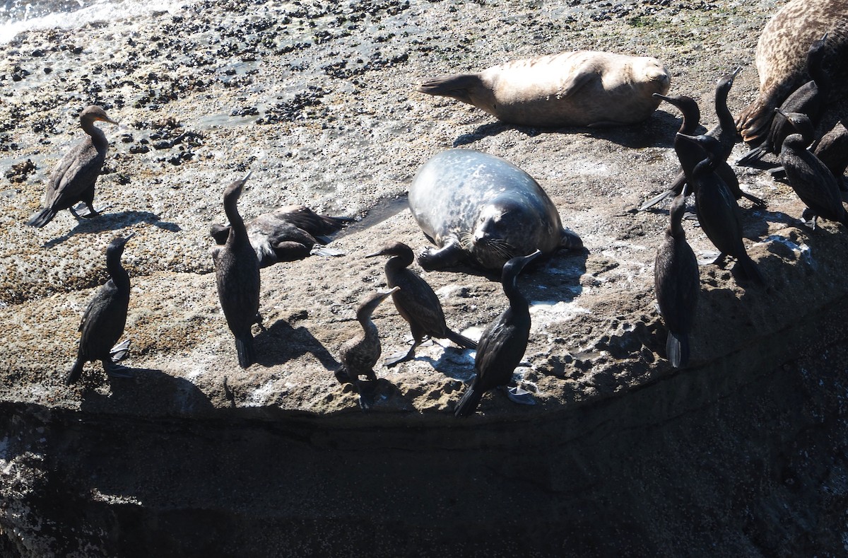 Double-crested Cormorant - ML648755850