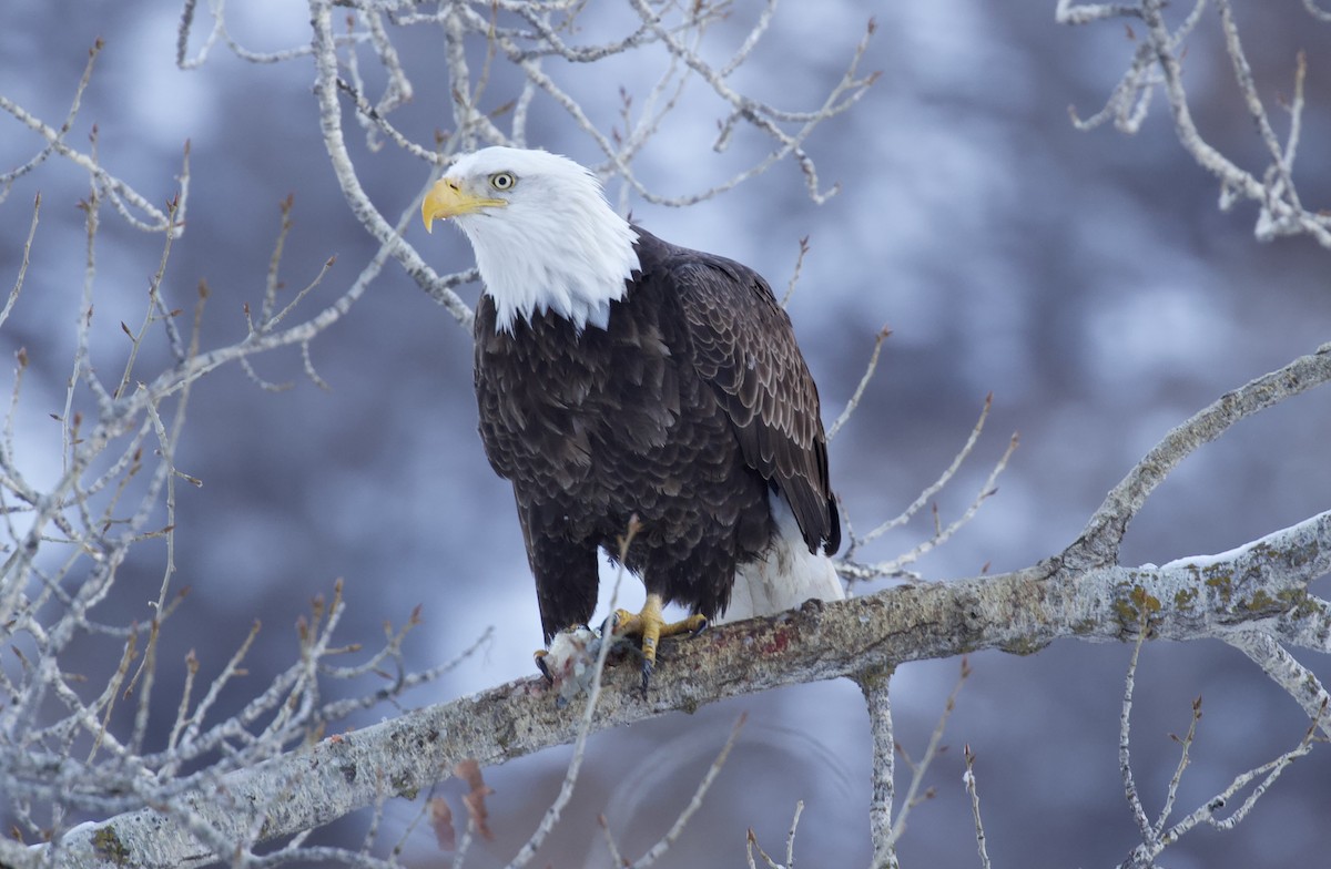 ハクトウワシ - ML648755946