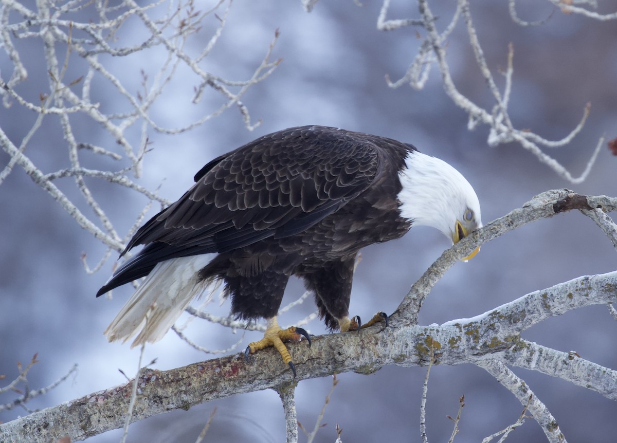 ハクトウワシ - ML648755957