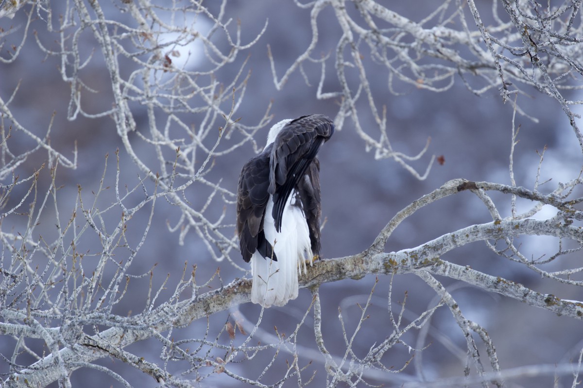 ハクトウワシ - ML648755965