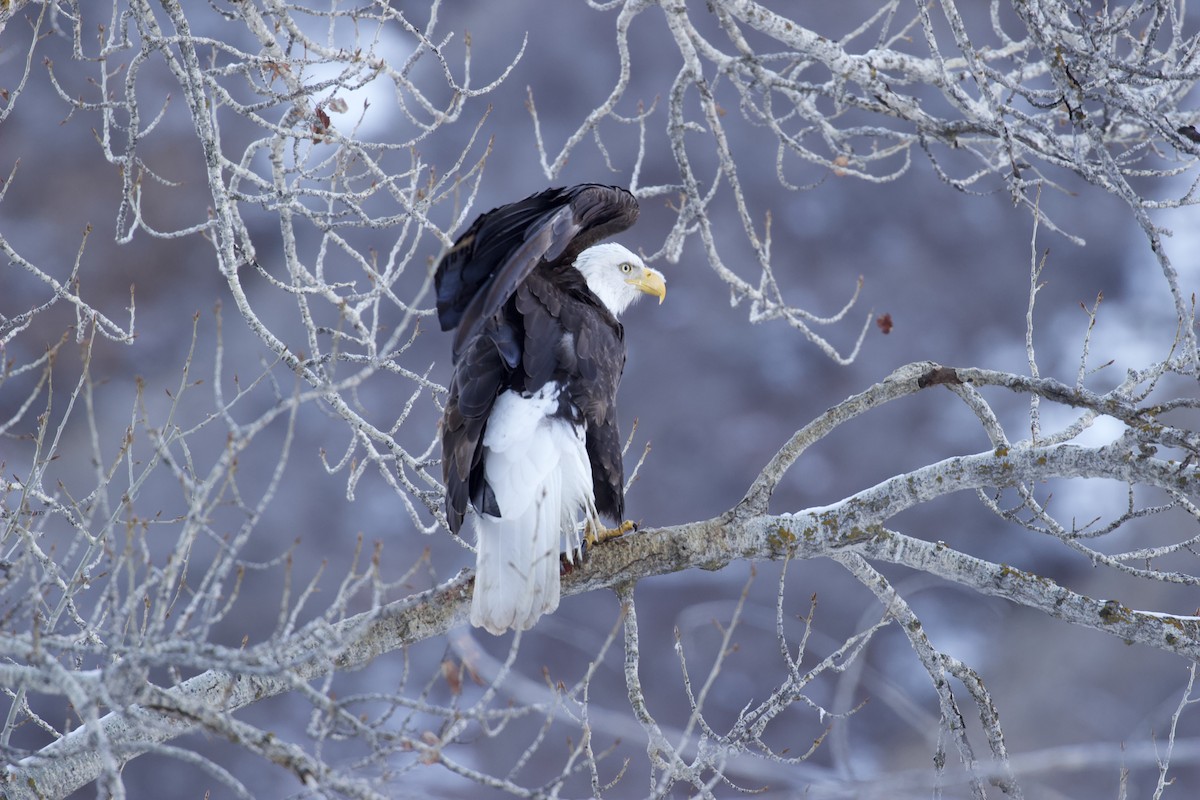 ハクトウワシ - ML648755981