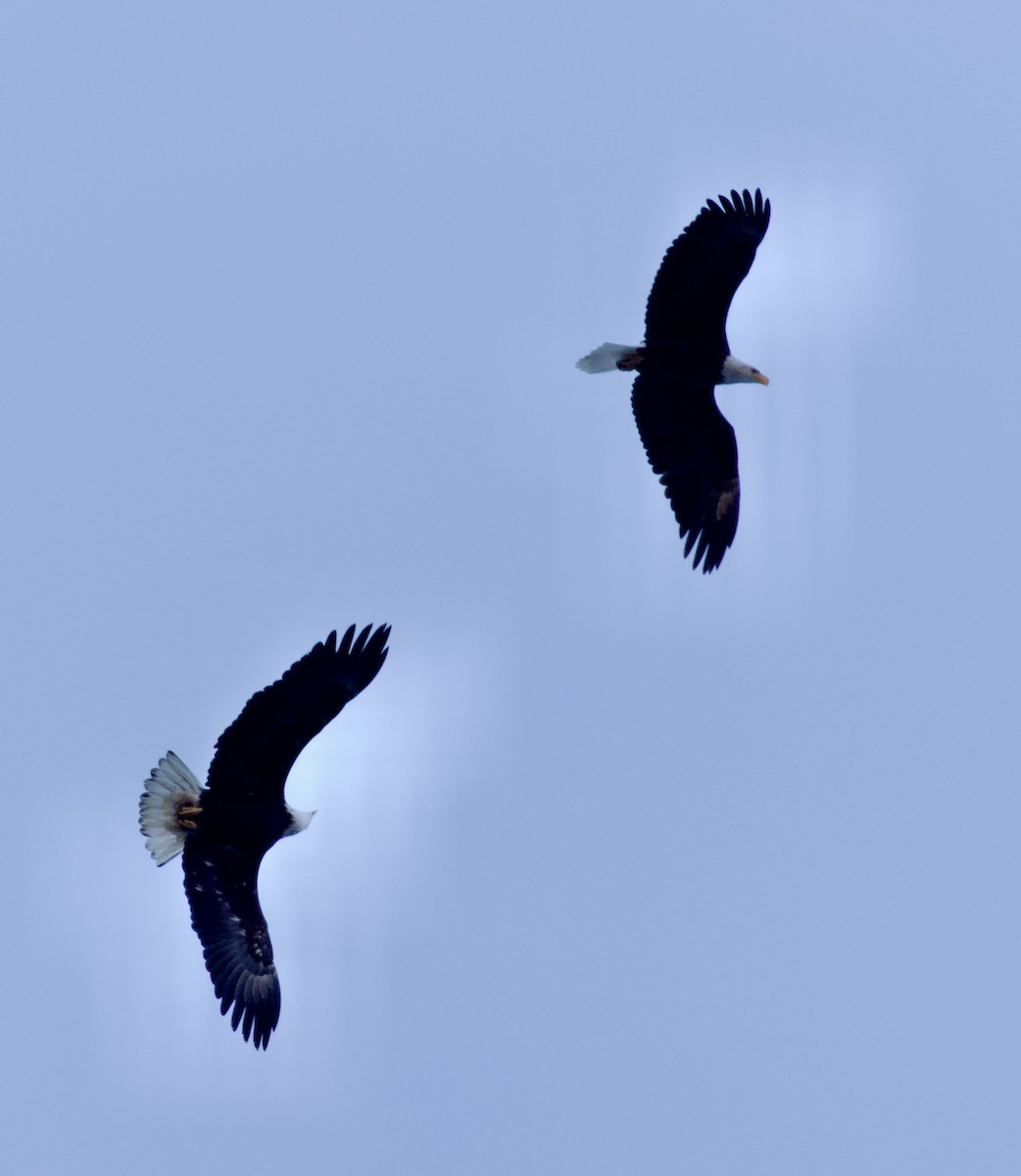 ハクトウワシ - ML648756016