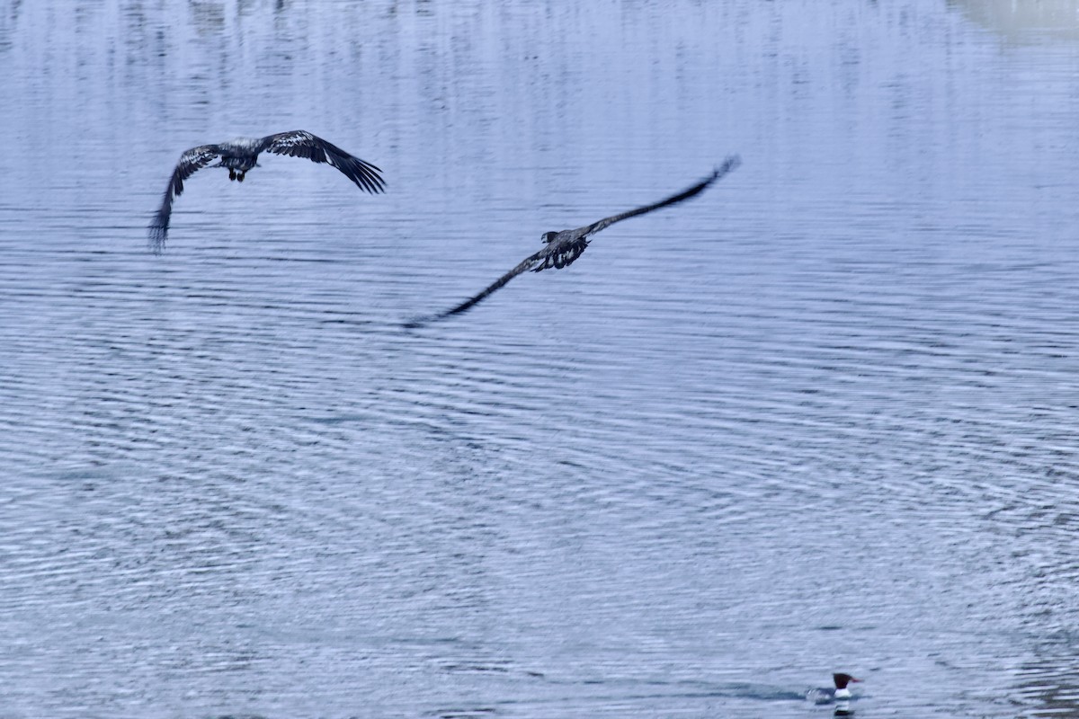 ハクトウワシ - ML648756026