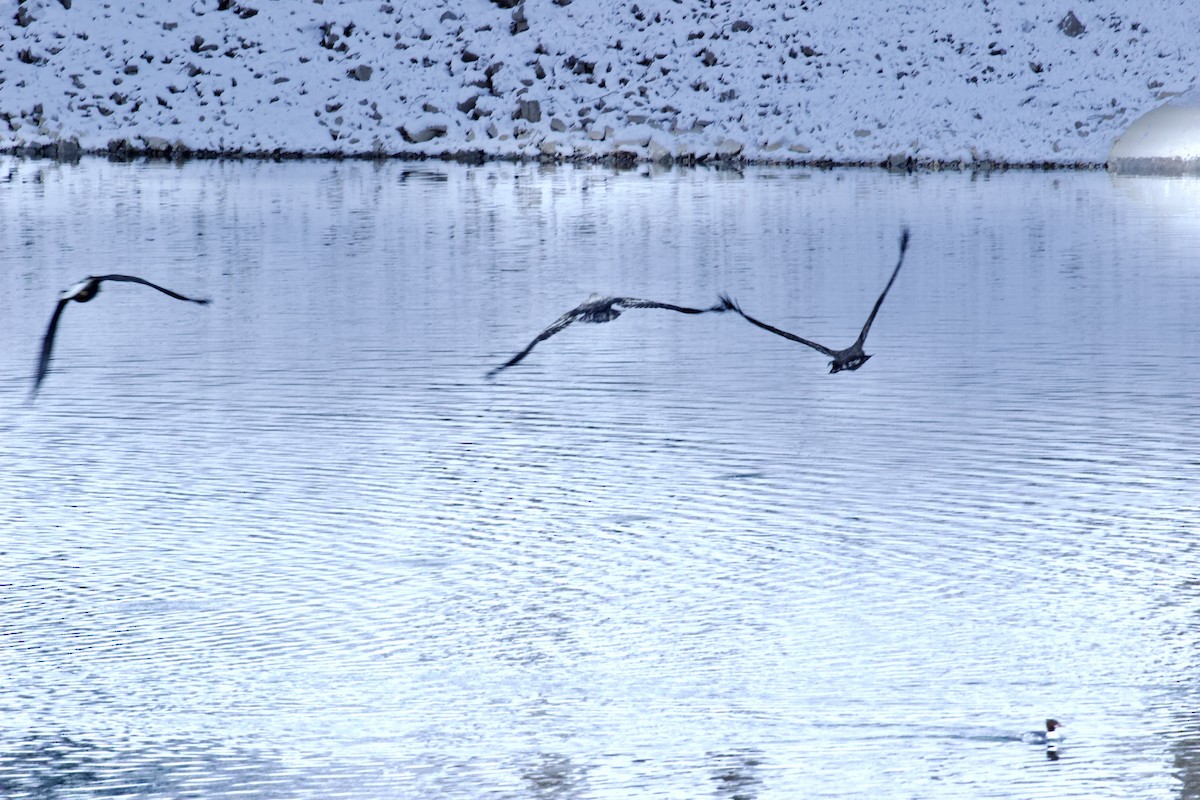 ハクトウワシ - ML648756030