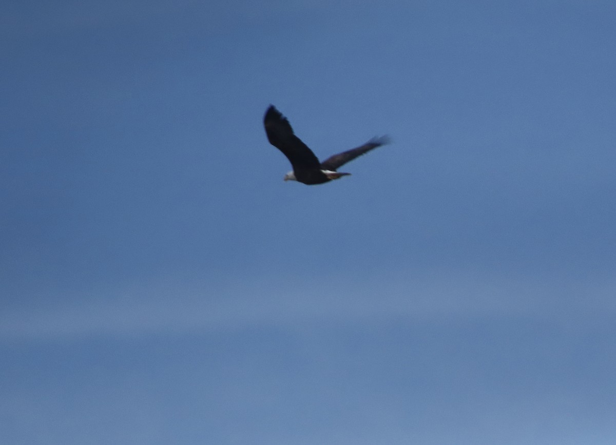 Weißkopf-Seeadler - ML648756064