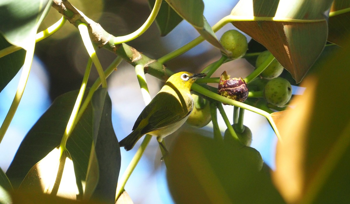 斯氏繡眼(綠繡眼) - ML648756070