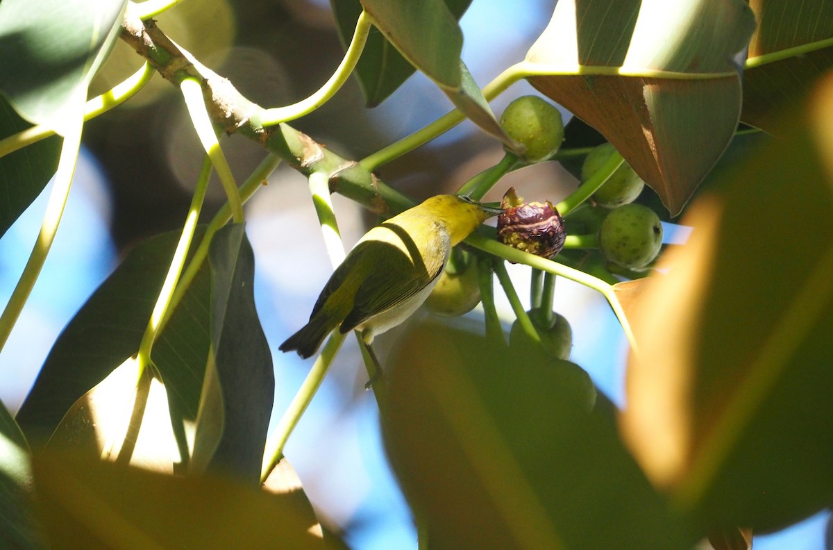 斯氏繡眼(綠繡眼) - ML648756072