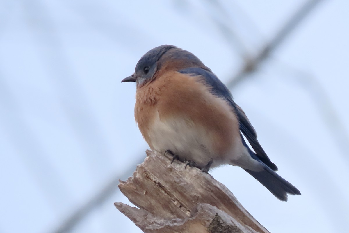 Rotkehl-Hüttensänger - ML648756086