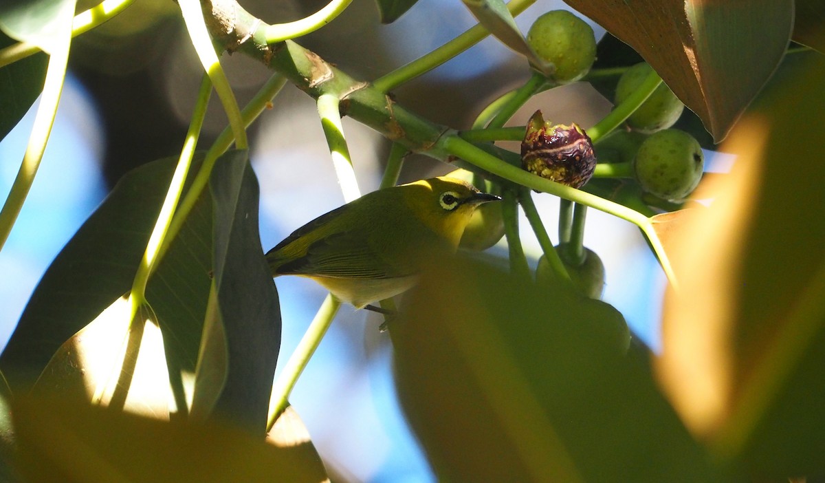 斯氏繡眼(綠繡眼) - ML648756093