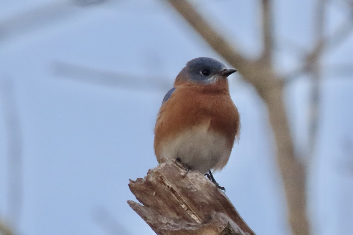 Rotkehl-Hüttensänger - ML648756094