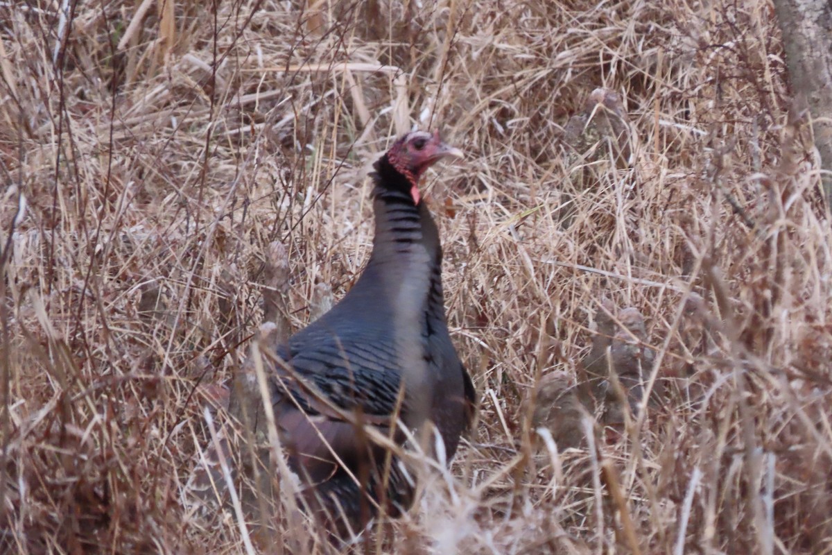 Truthuhn - ML648756108