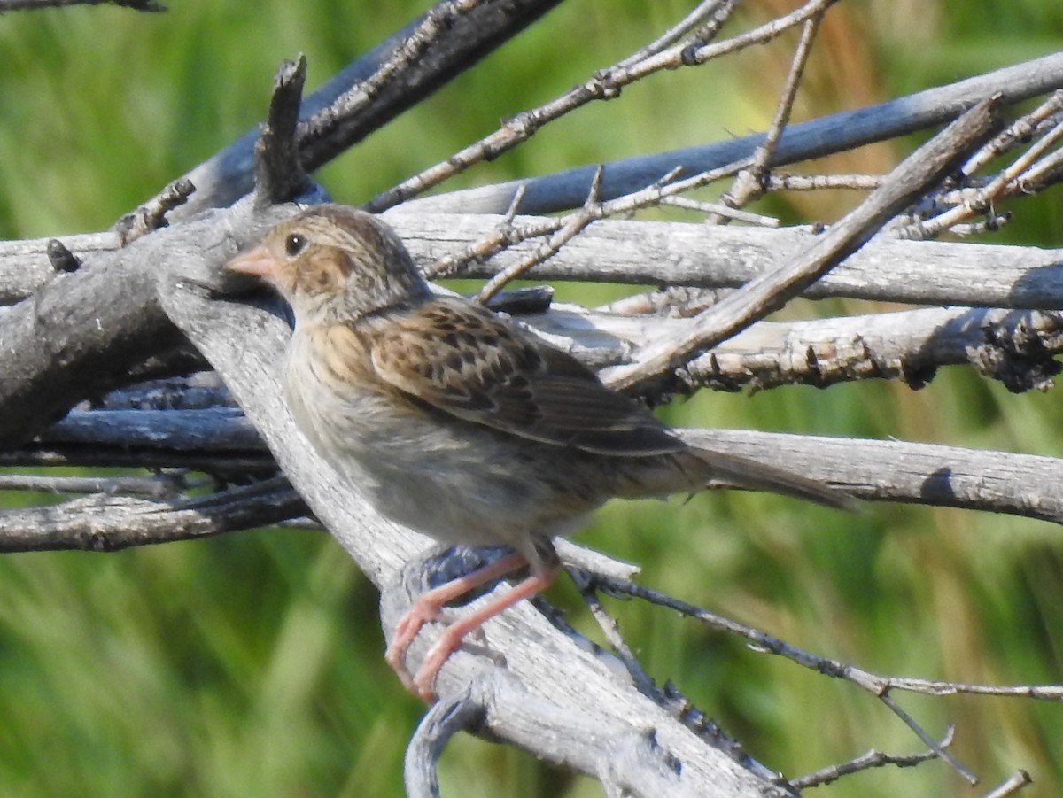 Grasshopper Sparrow - ML64875611