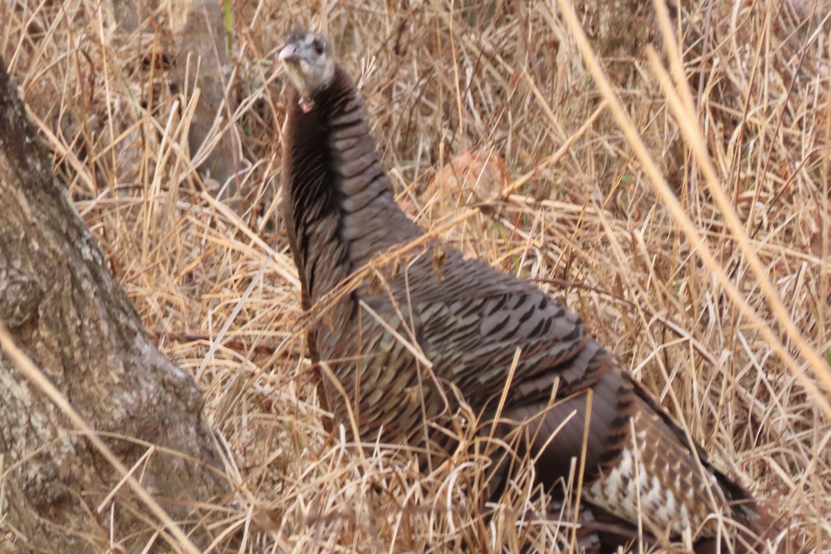 Truthuhn - ML648756129