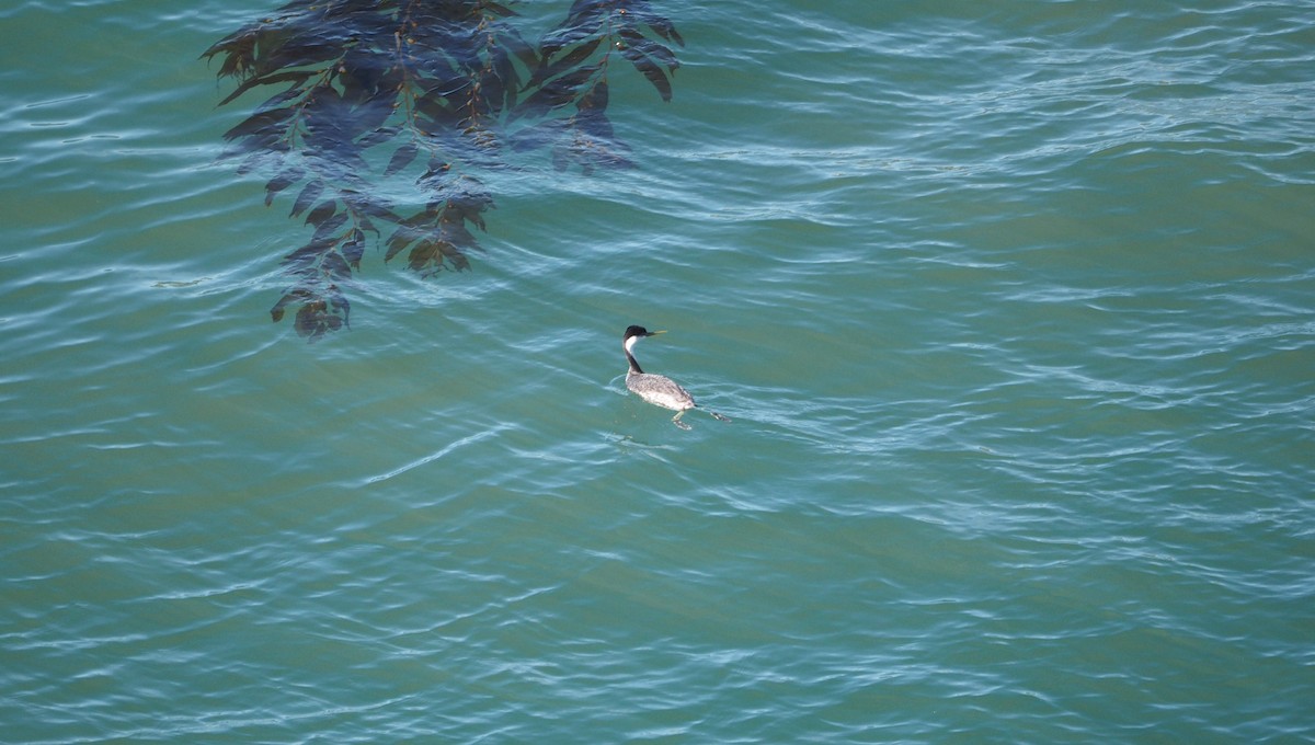 Western Grebe - ML648756175