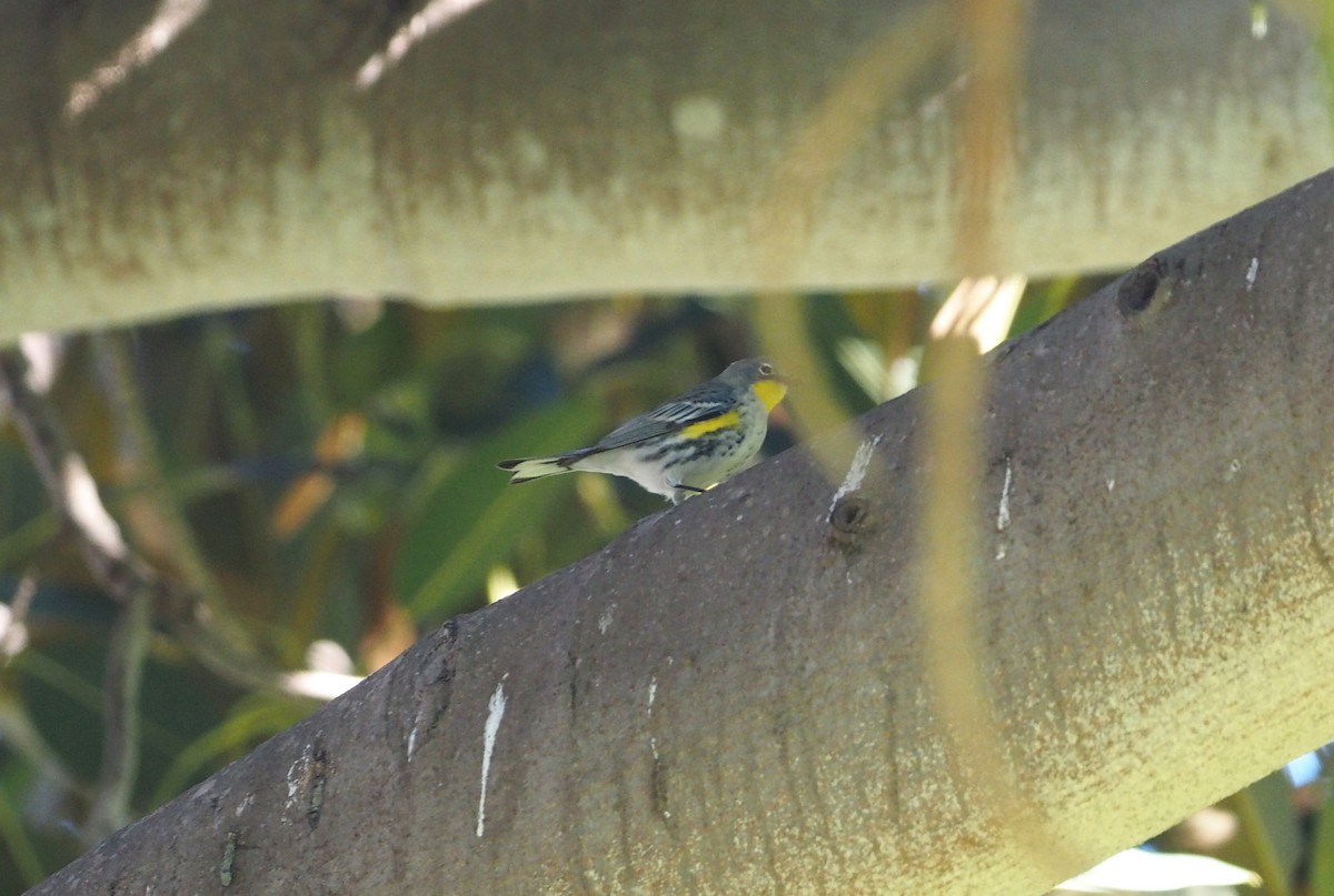 Yellow-rumped Warbler (Audubon's) - ML648756179