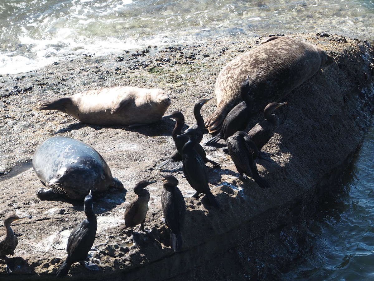 麻斑海豹 - ML648756200