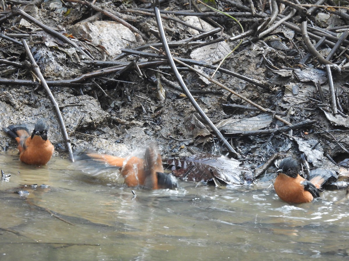 Rufous Sibia - ML648756826