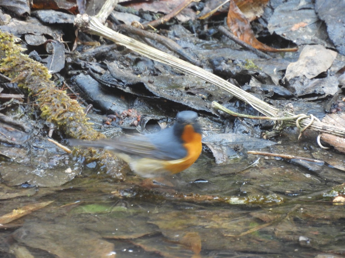 Slaty-backed Flycatcher - ML648756843