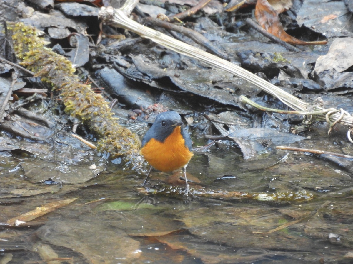 Slaty-backed Flycatcher - ML648756845