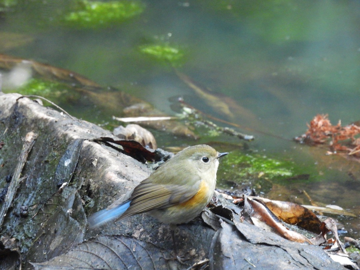 Himalayan Bluetail - ML648756864